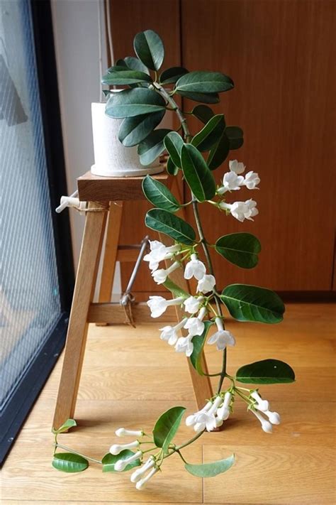 stephanotis floribunda care.